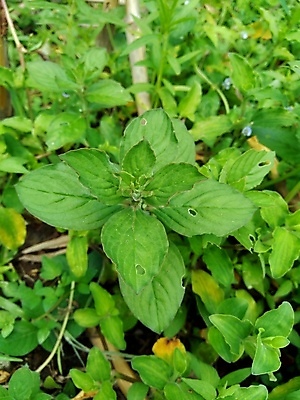 포토 JPG 해외이미지 식물 라이프스타일 계절 공원 꽃 백그라운드 잎 밭 골프 자연 추상 바닥 잔디 사람없음 야외 초록색 정원 봄 흰색 신선 원형 구멍 잡초 닫기 허브 그네 질감 내추럴 뒤뜰 땅바닥 페어웨이 해외202008 해외포토 도형 공공시설 컬러 무늬 농업 모션 생활 구기 생태계 파일형식