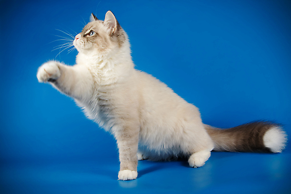 포토 JPG 해외이미지 한마리 사람없음 파란색 반려동물 고양이 해외202008 네바마스커레이드 해외포토 동물 1 컬러 포유류 파일형식