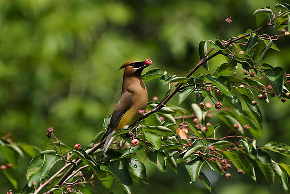 포토 JPG 해외이미지 나무 식물 동물 야생동물 북아메리카 조류 사람없음 미국 해외202008 해외포토 아메리카 파일형식