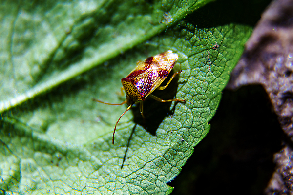 포토 JPG 해외이미지 동물 야생동물 곤충 사람없음 벌레 작음 묘사 해외202008 해외포토 크기 파일형식