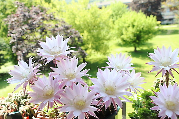 포토 JPG 해외이미지 식물 디자인 꽃잎 꽃 백그라운드 패턴 자연 선인장 건강 사람없음 장식 초록색 여름 약 사막 성장 벚꽃 흰색 꽃술 못 바늘 거친 가시 매끈함 작음 허브 순수 묘사 원예 날카로움 꽃수술 해외202008 해외포토 계절 컬러 컨셉 무늬 의학 취미 도구 공구 감각 크기 생태계 파일형식