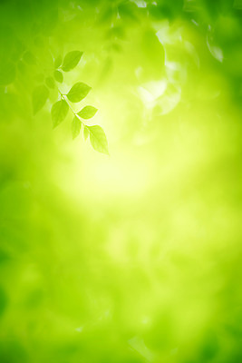 포토 JPG 해외이미지 나무 식물 계절 백그라운드 컨셉 잎 패턴 자연 벽지 추상 잔디 사람없음 초록색 빛 컬러풀 햇빛 태양 우주 환경 정원 맑음 봄 성장 신선 숲 질감 보케 부드러움 내추럴 블러 생태학 카피스페이스 그리너리 효과 해외202008 해외포토 자연요소 교육 컬러 무늬 날씨 공백 감각 생태계 파일형식 트랜드컬러