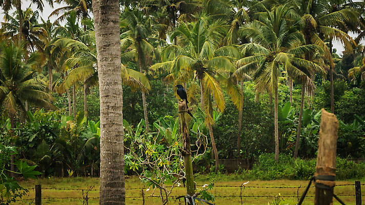포토 JPG 해외이미지 나무 동물 공원 아시아 야생동물 백그라운드 날개 자연 조류 휴식 동양인 사람없음 야외 초록색 컬러풀 머리 환경 검은색 자유 흰색 나뭇가지 부리 서식지 내추럴 생태학 케랄라주 해외202008 해외포토 식물 공공시설 교육 나라 컬러 컨셉 인종 신체부위 인도_나라 생태계 파일형식