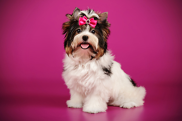 포토 JPG 해외이미지 동물 1 행복 새끼 백그라운드 새로움 털 사람없음 빨간색 반려동물 검은색 거울 흰색 개 달콤 강아지 작음 요크셔테리어 테리어 활 솜털 송곳니 기르기 비버 삼색 해외202008 우호적 해외포토 감정 컬러 컨셉 포유류 맛 치아 크기 돌봄 파일형식