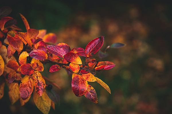 포토 JPG 해외이미지 나무 식물 계절 공원 백그라운드 단풍 잎 오렌지 자연 날씨 따뜻함 사람없음 야외 빨간색 초록색 컬러풀 노란색 정원 가을 나뭇가지 황금 숲 9월 관목 10월 내추럴 해외202008 해외포토 공공시설 컬러 과일 날짜 생태계 파일형식