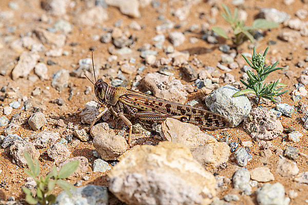 포토 JPG 해외이미지 동물 교육 야생동물 모래 과학 곤충 절지류 중동 자연 건조 종류 사람없음 야외 갈색 환경 사막 해충 벌레 암초 아라비아 메뚜기 내추럴 아랍에미리트 귀뚜라미 해외202008 해외포토 나라 컬러 생태계 파일형식