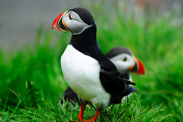 포토 JPG 해외이미지 동물 유럽 야생동물 바다 섬 자연 조류 아이슬란드 서기 사람없음 초록색 물 컬러풀 마을 검은색 흰색 북극 빙하 부리 북쪽 멀리 동쪽 대서양 해외202008 해외포토 자연요소 나라 컬러 모션 극지방 방향 생태계 파일형식