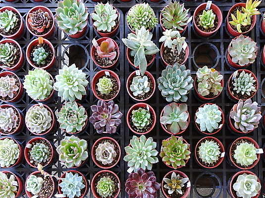 포토 JPG 해외이미지 식물 잎 종류 사람없음 장식 초록색 시장 냄비 꽃집 원예 먼지 해외202008 해외포토 컬러 취미 상점 솥 파일형식