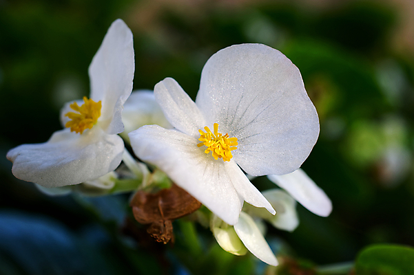 포토 JPG 해외이미지 식물 계절 꽃잎 꽃 잎 꽃무늬 자연 아침 사람없음 초록색 여름 컬러풀 노란색 머리 정원 봄 낭만 들꽃 벚꽃 가을 흰색 시골 신선 우아함 닫기 묘사 싱글 내추럴 스타일 세련 미니멀 해외202008 해외포토 주간 컬러 컨셉 무늬 모션 신체부위 생태계 파일형식
