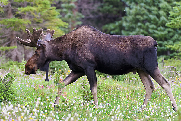 포토 JPG 해외이미지 동물 호수 야생동물 포유류 자연 산 털 종류 사람없음 물 갈색 어둠 코트 종 흰색 소나무 소 습지 숲 위험 큼 시원함 속눈썹 버드나무 황소 코 귀 무거움 주둥이 엘크 콜로라도 벨벳 해외202008 해외포토 자연요소 나무 컬러 컨셉 신체부위 미국 외투 무게 크기 실크 눈썹 생태계 파일형식