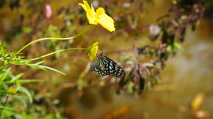 포토 JPG 해외이미지 식물 동물 꽃 야생동물 나비 곤충 백그라운드 꽃무늬 패턴 자연 사람없음 야외 초록색 파란색 노란색 정원 검은색 흰색 호랑이 우아함 닫기 꿀 내추럴 동물상 해외202008 해외포토 컬러 컨셉 무늬 포유류 모션 조형물 생태계 파일형식