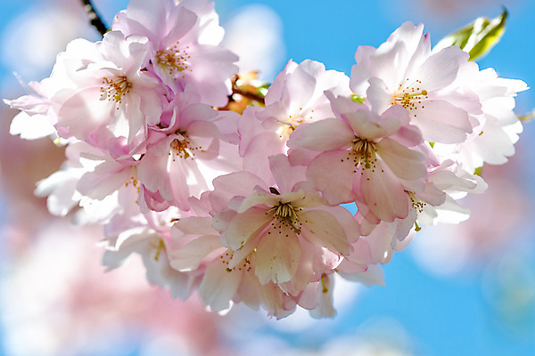 포토 JPG 해외이미지 근접촬영 사람없음 아웃포커스 봄 벚꽃 해외202008 해외포토 계절 꽃 뷰포인트 촬영기법 파일형식