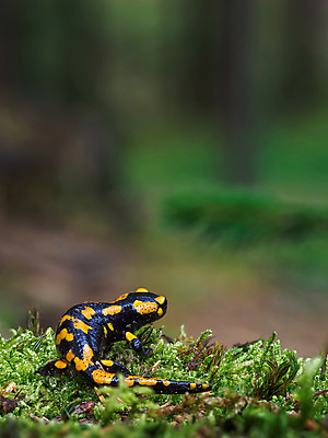 포토 JPG 해외이미지 동물 척추동물 유럽 얼굴 야생동물 모래 파충류 자연 불 생물 종류 개구리 양서류 경고 사람없음 야외 가로 초록색 노란색 검은색 줄무늬 젖음 게임 점 독약 보호 숲 생물학 꼬리 도마뱀 육식동물 먼지 멸종 서식지 리빙 두꺼비 동물상 생태학 서쪽 테마 해외202008 해외포토 자연요소 교육 나라 컬러 컨셉 무늬 놀이 신체부위 조형물 방향 생태계 파일형식