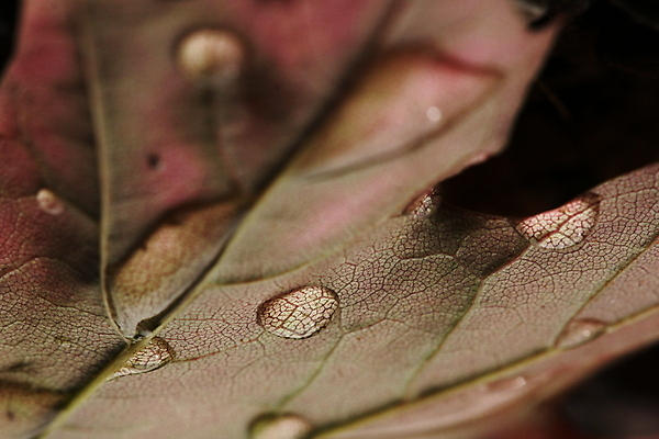 포토 JPG 해외이미지 식물 1 계절 백그라운드 잎 밭 자연 아침 추상 잔디 사람없음 야외 초록색 물 파란색 빛 햇빛 태양 환경 정원 봄 젖음 성장 흰색 신선 투명 닫기 떨어짐 이슬 빗방울 순수 질감 보케 내추럴 고립 해외202008 해외포토 주간 자연요소 컬러 컨셉 무늬 농업 모션 비_날씨 생태계 파일형식