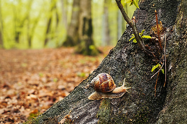 포토 JPG 해외이미지 나무 식물 동물 공원 야생동물 곤충 잎 자연 연체동물 안테나 나선형 이끼 사람없음 야외 목재 초록색 여름 갈색 환경 정원 봄 젖음 껍질 흰색 신선 닫기 숲 작음 묘사 질감 달팽이 나무껍질 느림 내추럴 기어가기 동물상 식용 끈적임 해외202008 해외포토 계절 공공시설 컬러 무늬 재료 통신 모션 무척추동물 조형물 크기 생태계 파일형식