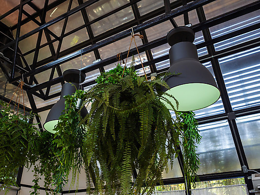 포토 JPG 해외이미지 나무 식물 디자인 백그라운드 잎 자연 지붕 주택 실내 매달리기 사람없음 장식 초록색 여름 빛 햇빛 환경 금속 맑음 검은색 봄 카페 방 성장 램프 신선 냄비 작음 그늘 천장 에코 질감 복고 상록수 내추럴 심기 양치류 온실 해외202008 해외포토 계절 컬러 모션 재질 날씨 조명 내부 건물 태양 상점 솥 크기 생태계 파일형식