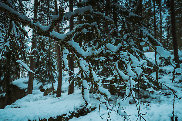 포토 JPG 해외이미지 나무 계절 유럽 도로 겨울 곡선 자연 날씨 산 노르웨이 핀란드 풍경 사람없음 야외 빨간색 얼음 추위 흰색 시골 소나무 고속도로 숲 북극 통로 빙하 서리 장면 북쪽 멀리 눈보라 방법 스칸디나비아 제설기 폭설 눈내림 해외202008 해외포토 자연요소 식물 나라 길 선 컬러 교통시설 눈_날씨 북유럽 자연재해 극지방 방향 생태계 제설 파일형식