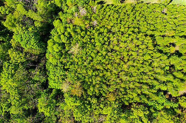 포토 JPG 해외이미지 나무 구름 계절 공원 여행 잎 오렌지 자연 하늘 날씨 잉글랜드 산 안테나 파노라마 풍경 사람없음 야외 빨간색 초록색 빛 컬러풀 맑음 가을 시골 황금 정상 숲 땅 장면 북쪽 10월 내추럴 넘어짐 드론 수평선 해외202008 해외포토 자연요소 식물 공공시설 컬러 과일 통신 모션 영국 촬영기법 날짜 방향 생태계 파일형식