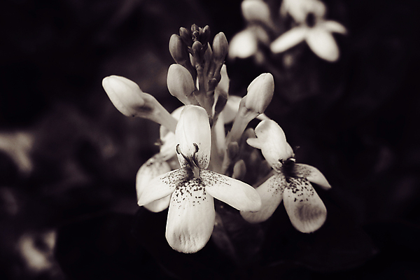 포토 JPG 해외이미지 식물 계절 꽃잎 꽃 백그라운드 잎 꽃무늬 자연 사람없음 야외 초록색 여름 컬러풀 정원 봄 흰색 개화 작음 내추럴 흥미 해외202008 해외포토 컬러 컨셉 무늬 크기 생태계 파일형식