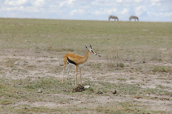 포토 JPG 해외이미지 동물 응시 남자 야생동물 음식 밭 포유류 아프리카 자연 털 뿔 동물원 서기 성인 사람없음 야외 갈색 머리 달러 점 입 그룹 보호 군중 숲 먹기 귀 케냐 서식지 동물상 마사이족 아기사슴 해외202008 해외포토 시선 나라 새끼 컬러 컨셉 돈 농업 모션 사슴 사람 신체부위 조형물 생태계 파일형식