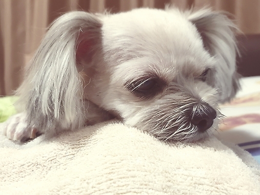 포토 JPG 해외이미지 동물 응시 행복 포유류 자연 호텔 휴식 주택 앉기 사람없음 야외 반려동물 햇빛 꿈 흰색 침대 잠 기다림 개 달콤 강아지 작음 담요 솜털 송곳니 관심 섞기 주목 포메라니안 출석 해외202008 해외포토 시선 감정 컬러 가구 컨셉 모션 숙소 건물 태양 맛 치아 크기 생태계 파일형식