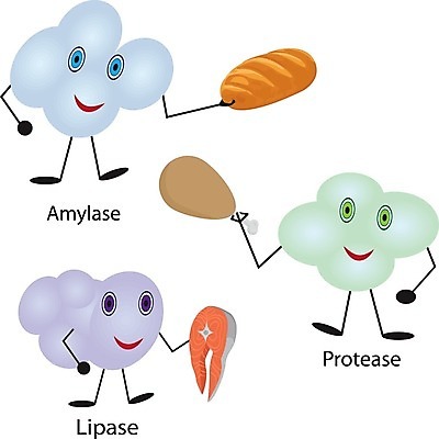 EPS 해외이미지 교육 컨셉 다이어트 일러스트 재료 세포 건강 식이요법 사람 건강관리 흰색 계획 생명공학 유기농 생물학 공식 내추럴 췌장 단백질 반응 엘리먼트 영양분 화학물질 해외202008 해외일러스트 웰빙 컬러 의학 관리 장기_의학 화학 영양소 파일형식 벡터