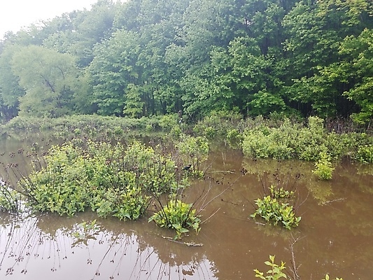 포토 JPG 해외이미지 식물 동물 호수 야생동물 조류 사람없음 초록색 물 반사 습지 해외202008 해외포토 자연요소 컬러 파일형식