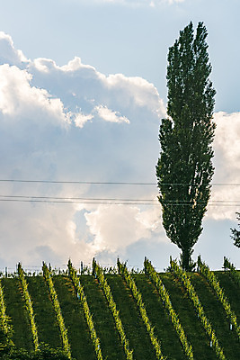 포토 JPG 해외이미지 나무 식물 계절 산업 음식 여행 백그라운드 잎 밭 농업 과일 자연 하늘 포도 풍경 사람없음 야외 초록색 여름 파란색 농작물 농장 와인 계곡 봄 성장 시골 신선 오스트리아 언덕 포도밭 포도나무 강렬 양조장 줄서기 해외202008 해외포토 유럽 컬러 모션 주류 과일나무 생태계 파일형식