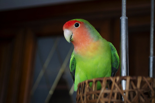 포토 JPG 해외이미지 동물 날개 오렌지 자연 조류 주택 프레임 실내 종류 사랑 서기 사람없음 빨간색 초록색 반려동물 컬러풀 햇빛 노란색 금속 검은색 펼침 방 작음 깃털 생물학 부리 앵무새 번짐 복숭아 새장 동물상 동반자 무료 이국적 철강 해외202008 해외포토 교육 감정 컬러 과일 모션 재질 내부 건물 태양 조형물 크기 생태계 케이지 파일형식 효과