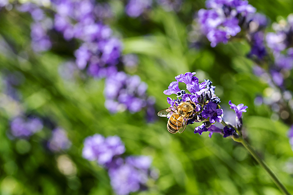 포토 JPG 해외이미지 식물 계절 꽃 음식 분홍색 곤충 백그라운드 꽃무늬 밭 자연 사람없음 야외 초록색 여름 파란색 컬러풀 태양 정원 보라색 봄 성장 벚꽃 신선 개화 닫기 벌 수집 제비꽃 꿀 라벤더 내추럴 해외202008 해외포토 자연요소 동물 컬러 무늬 농업 모션 허브 생태계 파일형식
