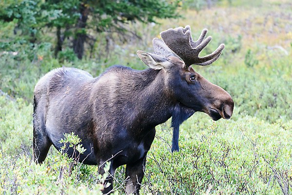 포토 JPG 해외이미지 동물 호수 야생동물 포유류 자연 산 털 종류 사람없음 물 갈색 어둠 코트 종 흰색 소나무 소 습지 숲 위험 큼 시원함 속눈썹 버드나무 황소 코 귀 무거움 주둥이 엘크 콜로라도 벨벳 해외202008 해외포토 자연요소 나무 컬러 컨셉 신체부위 미국 외투 무게 크기 실크 눈썹 생태계 파일형식