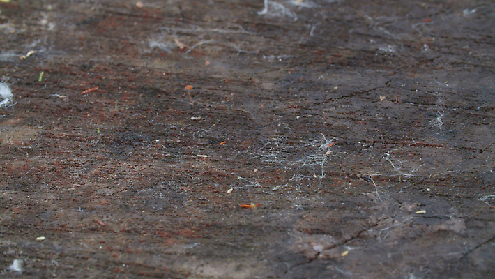 포토 JPG 해외이미지 나무 식물 백그라운드 패턴 부분 자연 벽지 표면 날씨 추상 사람없음 야외 목재 갈색 원형 거친 닫기 숲 자르기 천 묘사 질감 나무껍질 잡동사니 내추럴 수목 옛날 노화 해외202008 해외포토 도형 컬러 컨셉 무늬 재료 모션 껍질 직물 생태계 파일형식