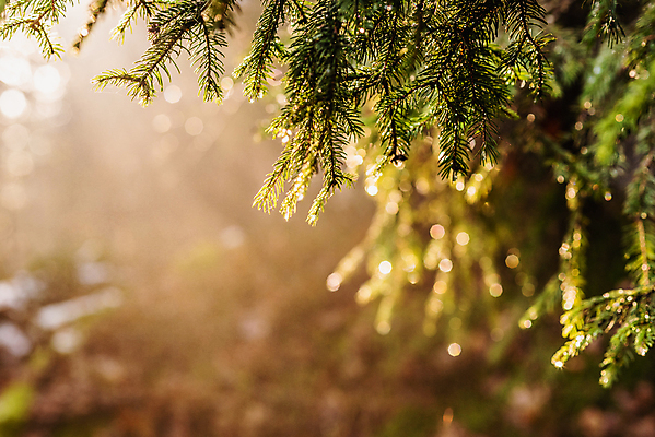 포토 JPG 해외이미지 나무 식물 공원 길 여행 잎 자연 아침 그림자 이끼 풍경 사람없음 목재 초록색 빛 햇빛 태양 평화 일출 환경 맑음 봄 하이킹 안개 광선 가을 소나무 숲 수분 장면 마법 깊이 뿌연 삼림지대 옛날 해외202008 해외포토 주간 자연요소 계절 공공시설 컬러 컨셉 재료 레저 날씨 노을 생태계 파일형식