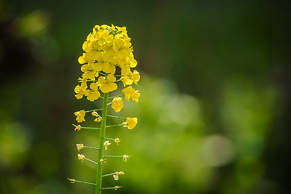 포토 JPG 해외이미지 식물 전통 디자인 계절 꽃 아시아 문화 밭 자연 휴가 산 동양인 사람없음 아웃포커스 장식 초록색 컬러풀 노란색 평화 중국 봄 벚꽃 신선 화려 개화 우아함 달콤 내추럴 해외202008 해외포토 나라 컬러 컨셉 농업 촬영기법 인종 맛 생태계 파일형식