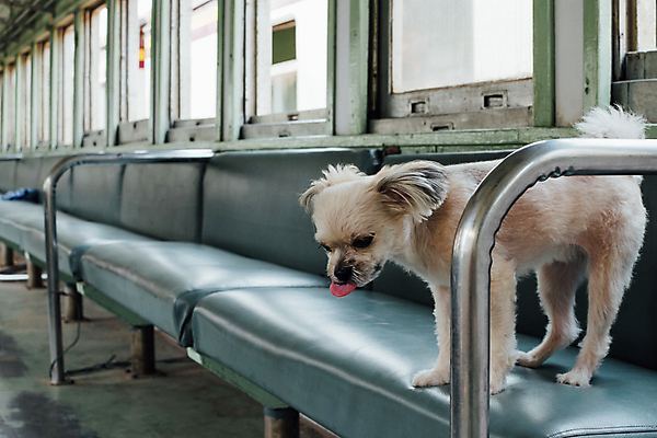 포토 JPG 해외이미지 한마리 여행 의자 실내 사람없음 반려동물 개 해외202008 해외포토 동물 1 가구 포유류 내부 파일형식