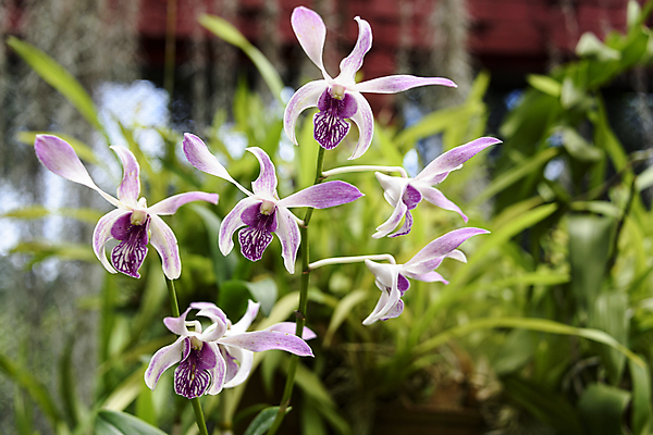 포토 JPG 해외이미지 꽃잎 꽃 줄기 분홍색 잎 씨앗 사람없음 빨간색 초록색 정원 난초 꽃집 식물원 2015년 라일락 꽃수술 스리랑카 해외202008 해외포토 식물 아시아 컬러 상점 연도 파일형식