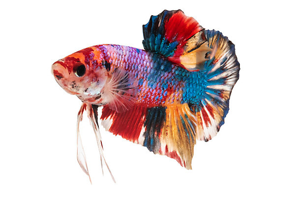 포토 JPG 해외이미지 동물 파도 백그라운드 이동 오렌지 모션 태국 자연 벽지 불 어류 미술 사람없음 장식 물 파란색 반려동물 컬러풀 검은색 수중 수영 희망 힘 흰색 고급 우아함 꼬리 싸움 지느러미 수족관 강렬 고립 공격적 멀티 이국적 해외202008 해외포토 자연요소 감정 아시아 바다 컬러 컨셉 과일 문화예술 수중동물 수상스포츠 생태계 파일형식