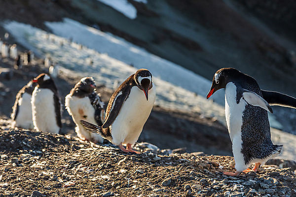 포토 JPG 해외이미지 동물 야생동물 섬 여행 겨울 자연 조류 동물원 병아리 서기 사람없음 야외 물 반려동물 냉동 얼음 검은색 추위 흰색 그룹 황무지 북극 깃털 펭귄 부리 지역 암초 온도 남쪽 식민지 해외202008 해외포토 자연요소 계절 컬러 모션 극지방 방향 생태계 파일형식