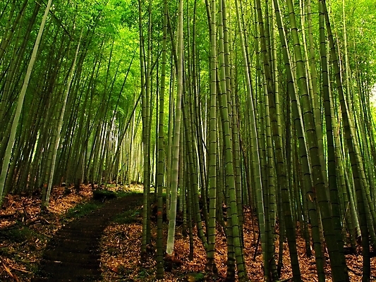 포토 JPG 해외이미지 나무 식물 아시아 길 줄기 잎 부분 그림자 동양인 사람없음 햇빛 태양 하이킹 나뭇가지 우아함 숲 발사 대만 대나무 마디 직진 해외202008 해외포토 자연요소 나라 컨셉 레저 인종 파일형식