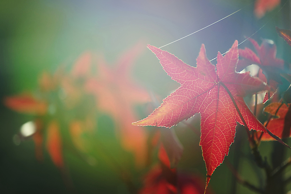 포토 JPG 해외이미지 나무 식물 계절 공원 꽃잎 꽃 단풍 잎 자연 종류 풍경 사람없음 야외 빨간색 초록색 컬러풀 햇빛 활발 성장 가을 나뭇가지 신선 투명 그룹 변화 숲 묘사 순환 보케 상록수 10월 꼬투리 해외202008 해외포토 공공시설 컬러 컨셉 모션 태양 날짜 생태계 파일형식