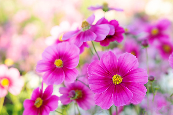 포토 JPG 해외이미지 식물 꽃 분홍색 백그라운드 밭 자연 풍경 초원 사람없음 초록색 컬러풀 환경 정원 수확 흰색 신선 개화 코스모스 해외202008 해외포토 컬러 농업 생태계 파일형식