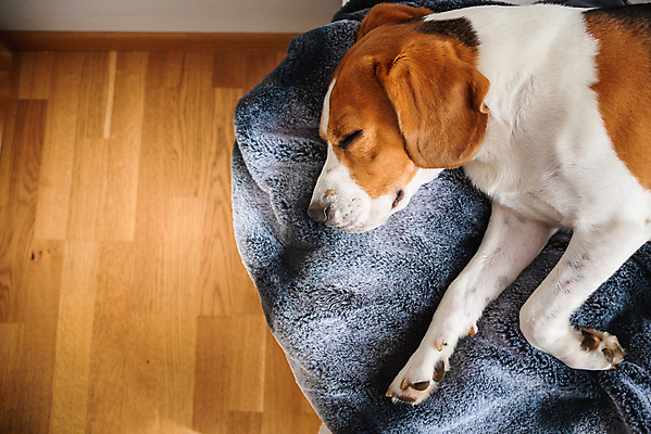 포토 JPG 해외이미지 동물 1 행복 백그라운드 포유류 자연 휴식 아파트 주택 털 실내 사람없음 내부 반려동물 소파 갈색 방 흰색 침대 잠 개 담요 혀 코 사냥개 비글 주둥이 송곳니 거짓말 기르기 유래 안락 해외202008 해외포토 감정 컬러 가구 컨셉 의자 건물 신체부위 입 치아 생태계 돌봄 파일형식