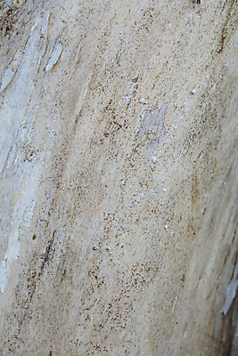 포토 JPG 해외이미지 나무 식물 디자인 백그라운드 패턴 자연 벽지 표면 추상 건조 사람없음 목재 갈색 금지 소나무 거친 숲 피부 묘사 질감 나무껍질 내추럴 옛날 카피스페이스 해외202008 해외포토 컬러 무늬 재료 신체부위 공백 껍질 생태계 파일형식