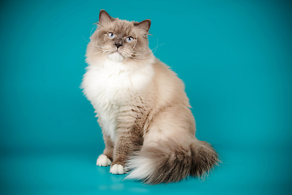 포토 JPG 해외이미지 한마리 사람없음 파란색 반려동물 고양이 포인트 해외202008 네바마스커레이드 해외포토 동물 1 컬러 포유류 금융 파일형식