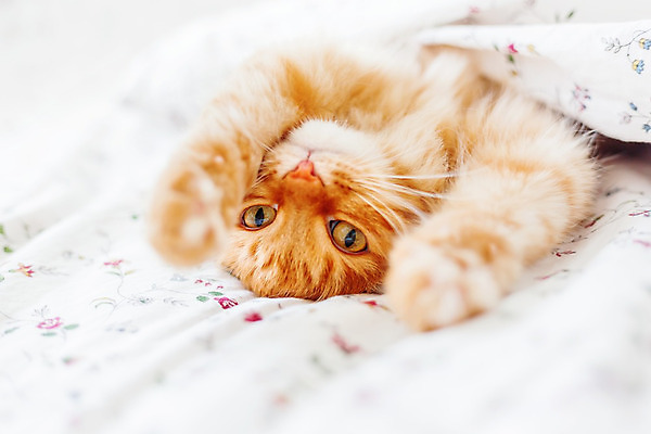 포토 JPG 해외이미지 한마리 실내 사람없음 반려동물 햇빛 고양이 이불 침대 반려묘 안락 해외202008 해외포토 동물 1 가구 컨셉 포유류 침구 내부 태양 파일형식