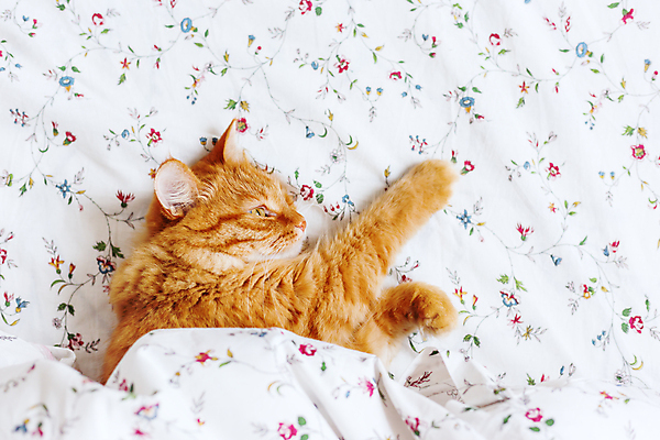 포토 JPG 해외이미지 한마리 실내 사람없음 반려동물 고양이 이불 침대 잠 시트 반려묘 안락 해외202008 해외포토 동물 1 가구 컨셉 포유류 침구 내부 파일형식