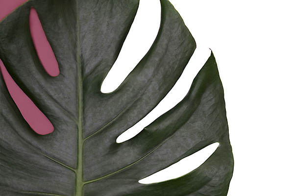 포토 JPG 해외이미지 식물 디자인 종이 분홍색 백그라운드 잎 꽃무늬 패턴 텍스트 자연 손바닥 미술 사람없음 장식 초록색 유행 우주 정원 스파 흰색 신선 플랫 정상 큼 열대우림 유기농 질감 내추럴 고립 이국적 스타일 미니멀 해외202008 해외포토 손 웰빙 꽃 컬러 무늬 문화예술 숲 크기 생태계 파일형식