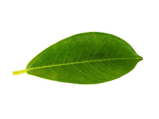 포토 JPG 해외이미지 모양 나무 식물 백그라운드 잎 자연 사람없음 장식 초록색 여름 환경 가을 흰색 나뭇가지 신선 차 숲 에코 유기농 질감 내추럴 고립 생태학 엘리먼트 해외202008 해외포토 웰빙 계절 교육 음료 컬러 생태계 파일형식