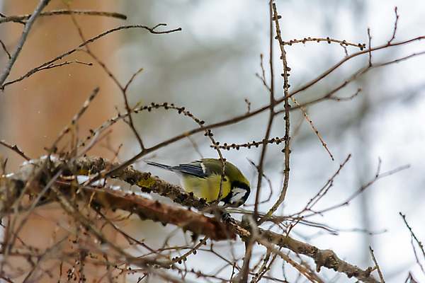 포토 JPG 해외이미지 나무 식물 동물 계절 공원 야생동물 백그라운드 겨울 날개 자연 조류 날씨 사람없음 야외 목재 컬러풀 환경 정원 냉동 추위 나뭇가지 숲 작음 깃털 생물학 꼬리 서리 부리 내추럴 동물상 눈내림 해외202008 해외포토 공공시설 교육 컬러 재료 눈_날씨 조형물 크기 생태계 파일형식