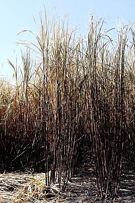 포토 JPG 해외이미지 나무 식물 산업 음식 줄기 백그라운드 밭 농업 자연 지팡이 하늘 불 불꽃 건조 풍경 사람없음 빨간색 초록색 여름 글로벌 농장 농경지 갈색 노란색 환경 주스 봄 에너지 수확 시골 뜨거움 오염 달콤 땅 설탕 밀짚 내추럴 땅바닥 바이오 밭일 화상 사탕수수 많음 해외202008 해외포토 자연요소 계절 음료 컬러 컨셉 바닥 맛 짚 상처 생태계 파일형식